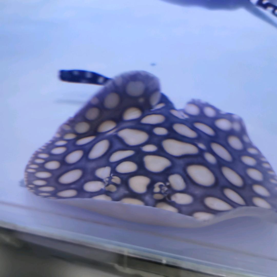 景泰魟鱼（小白）