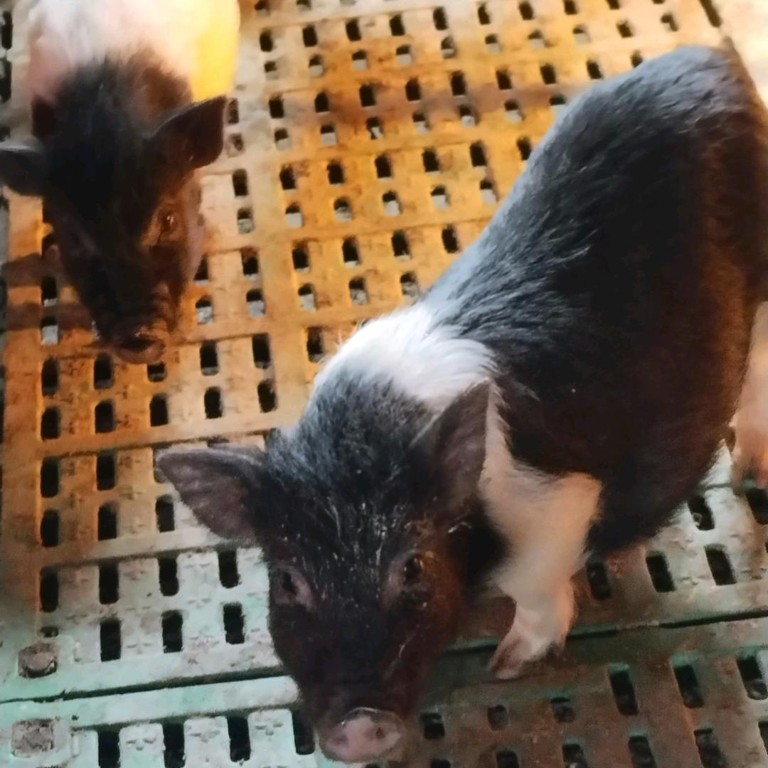 长寿猪司令
