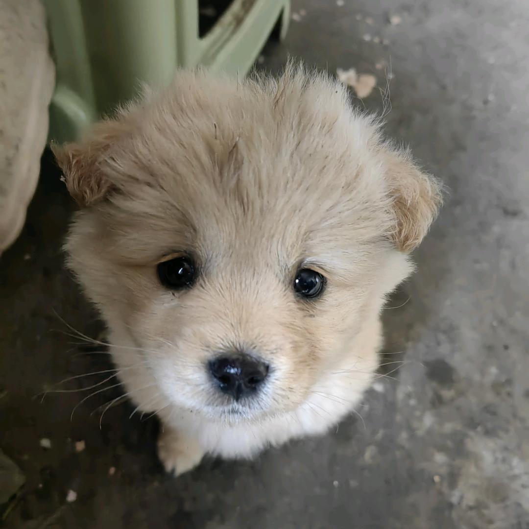 菠萝莉