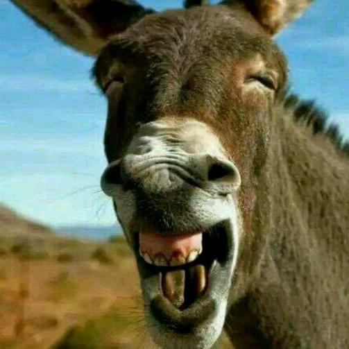 老驴《游戏主播》