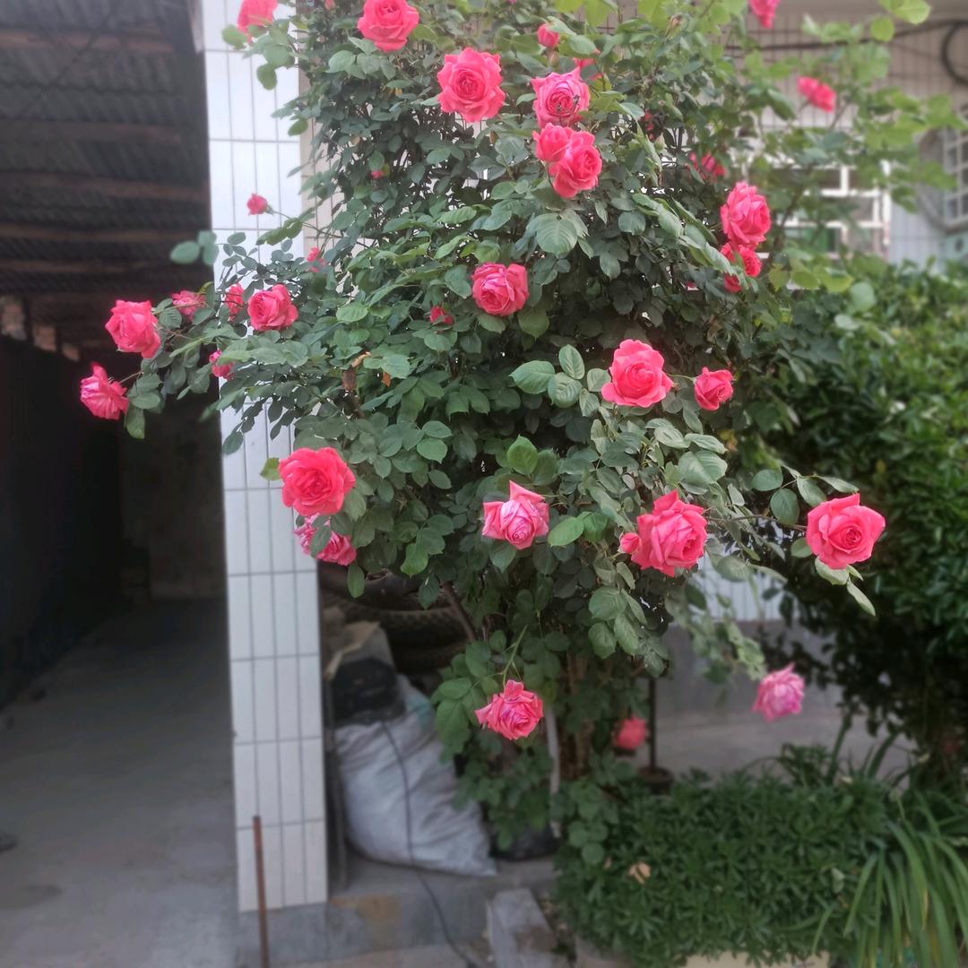 平安是福