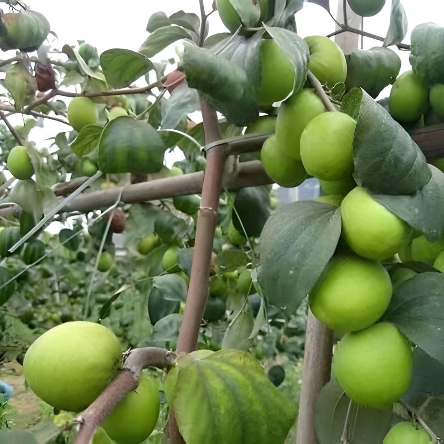 🍈এ᭄ꦿཽ࿆果园࿐