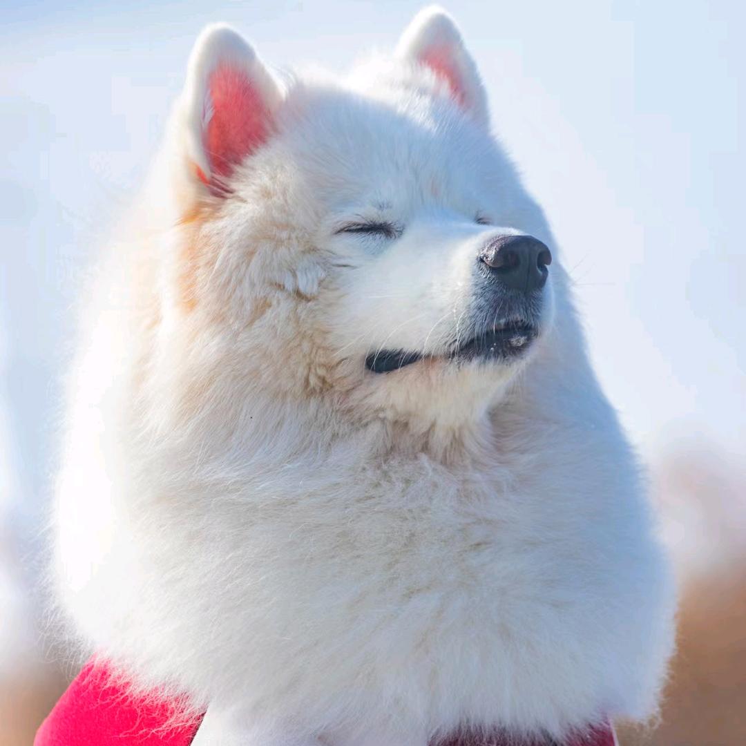 地表最强志愿军