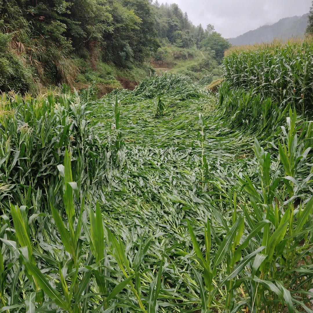 一生无悔