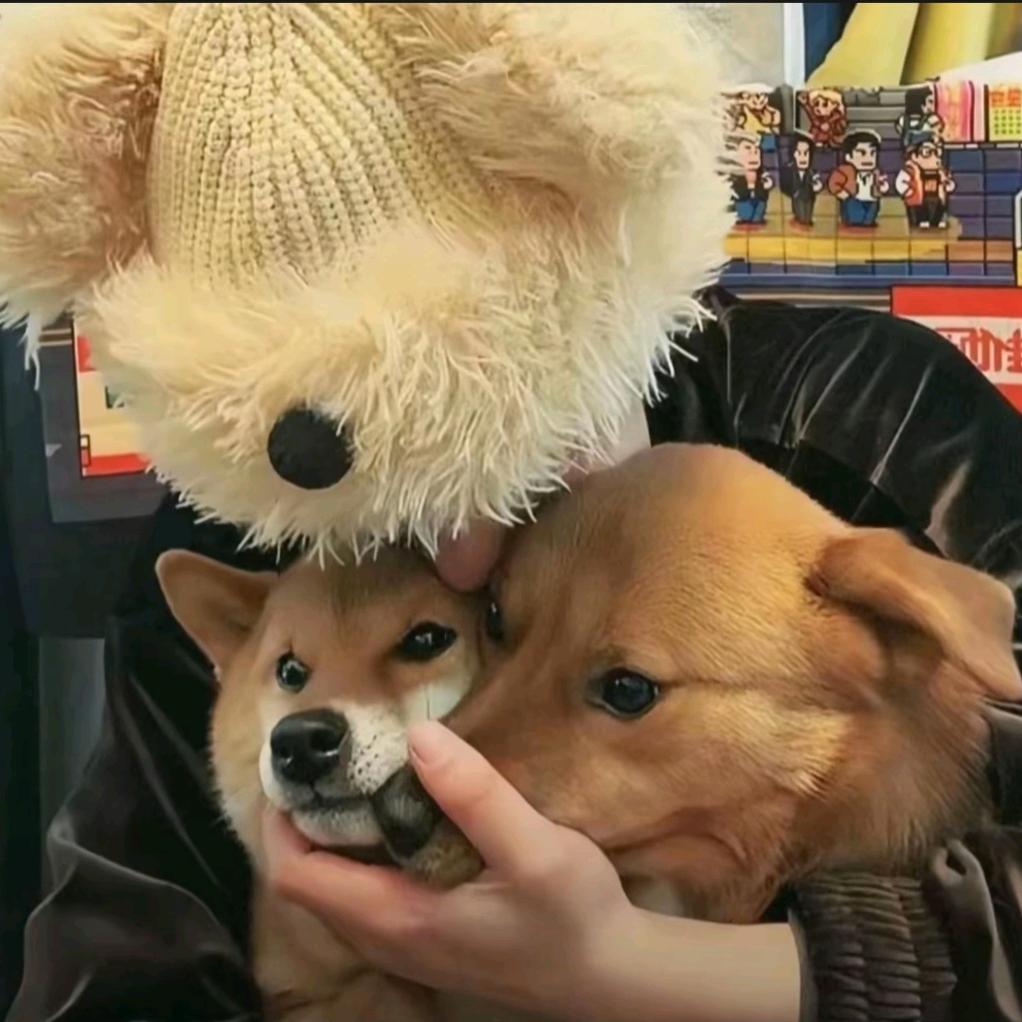 莫得感情的磕糖机器.BX .