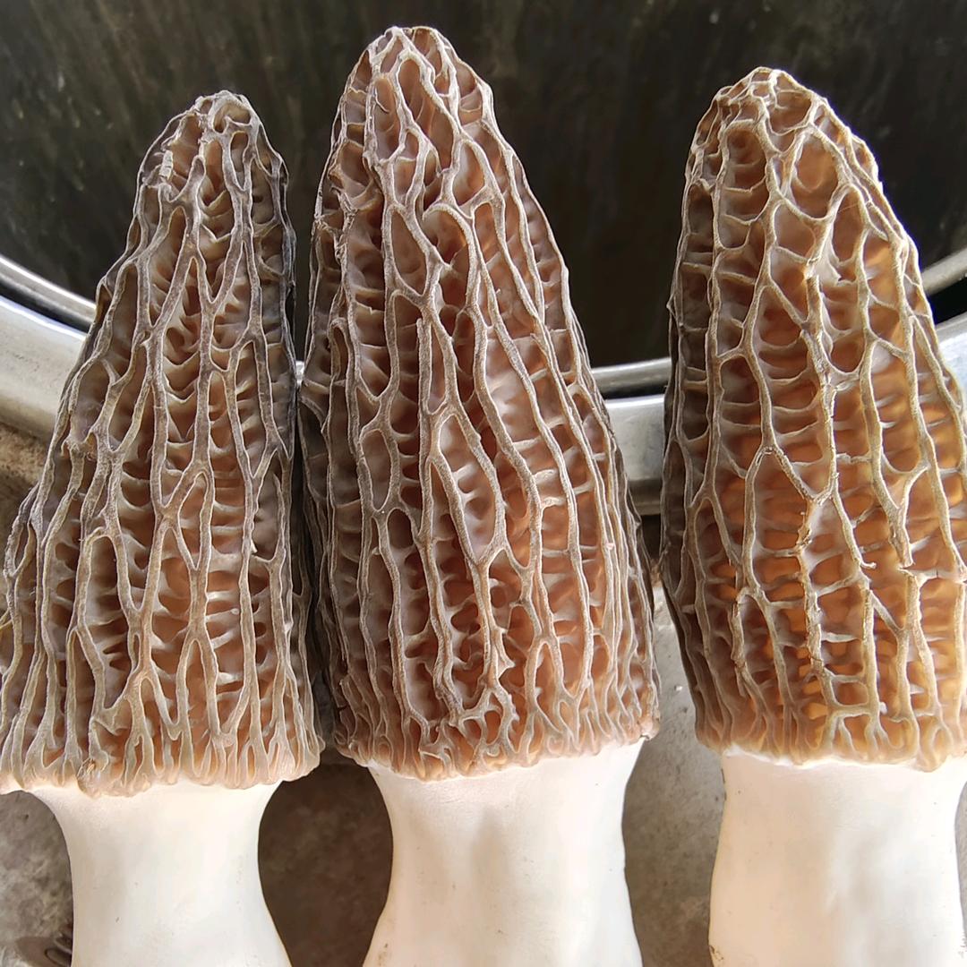 大唐食用菌