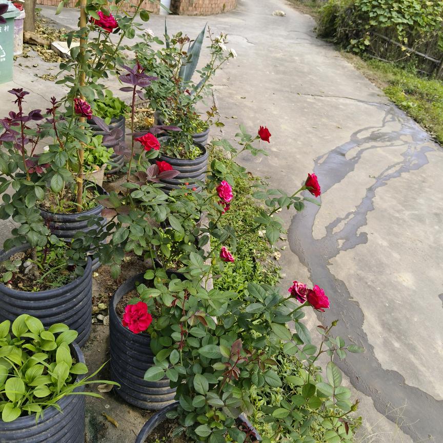 今生最爱🍓🇨🇳