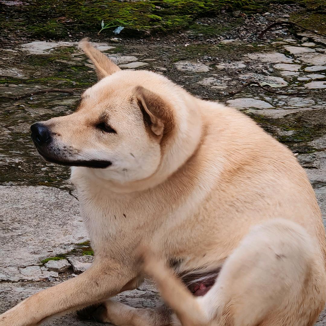 林小艺