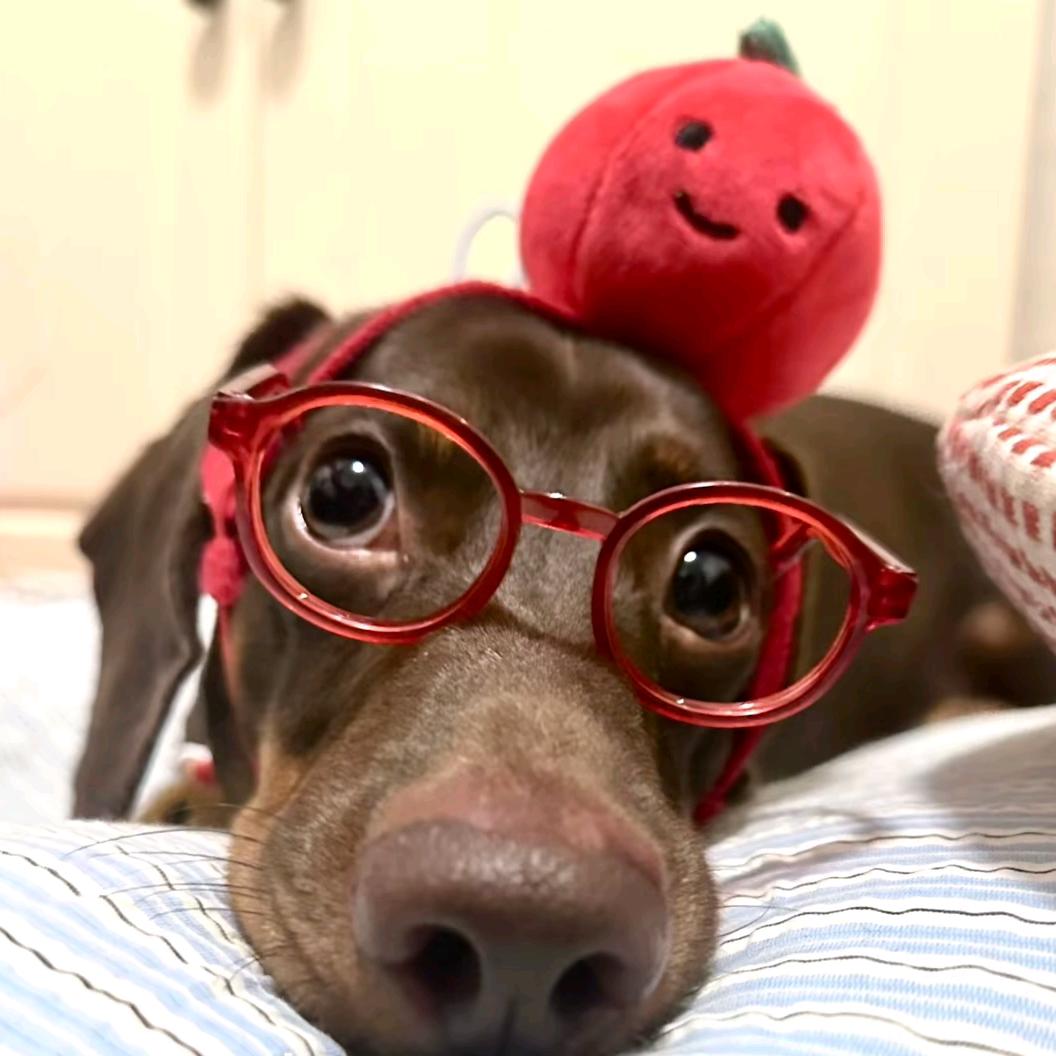 🐾