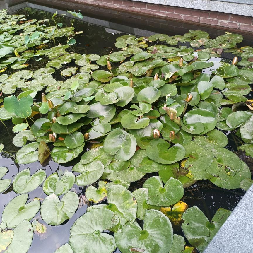 刘丽668