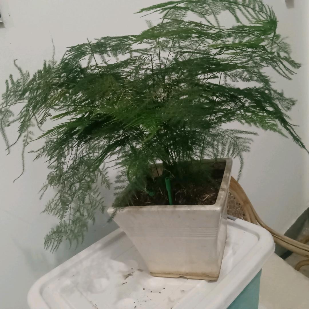 高山石竹