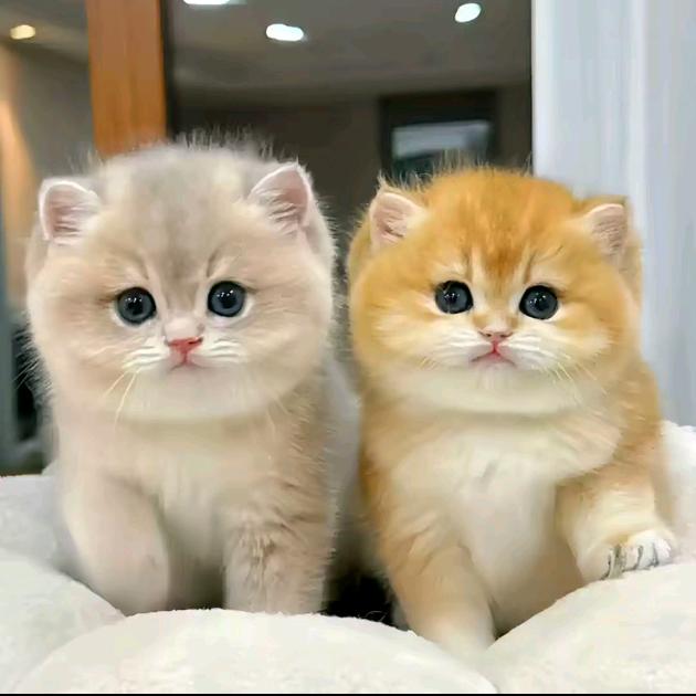 Catopia 奇迹猫舍
