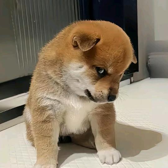嗨