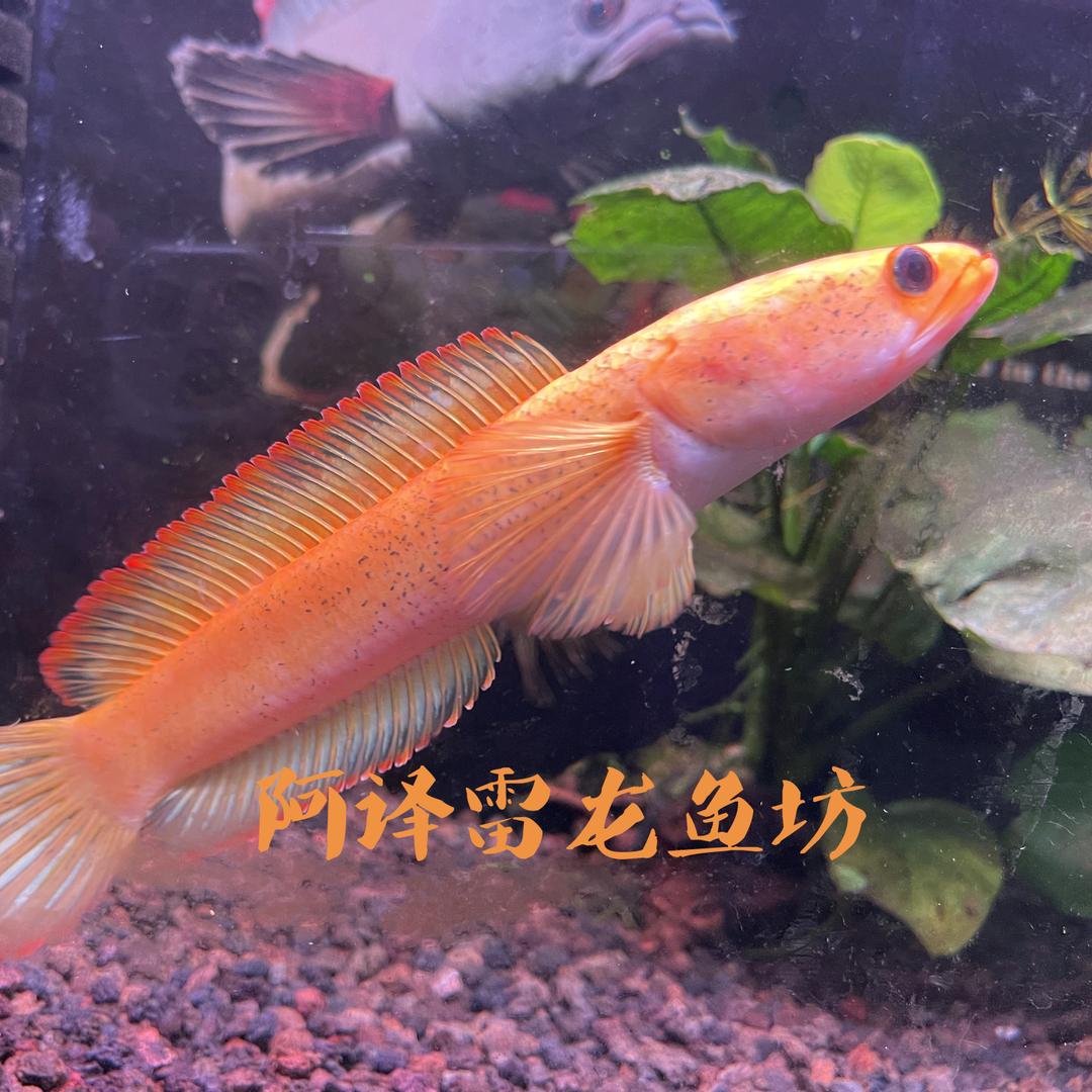 阿译雷龙鱼坊