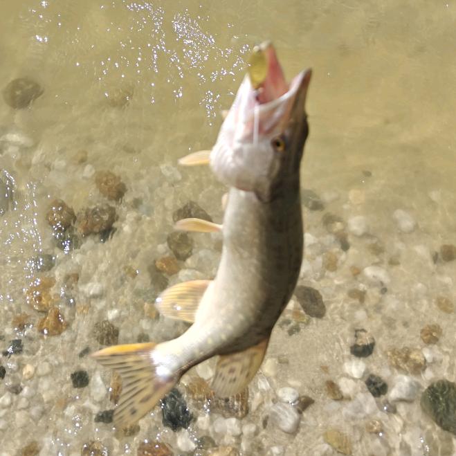 猫哥🎣钓鱼🎣