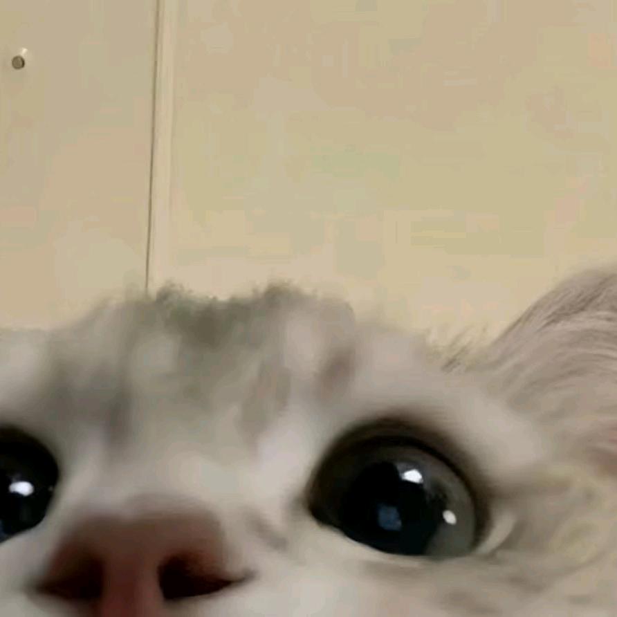 小小茹