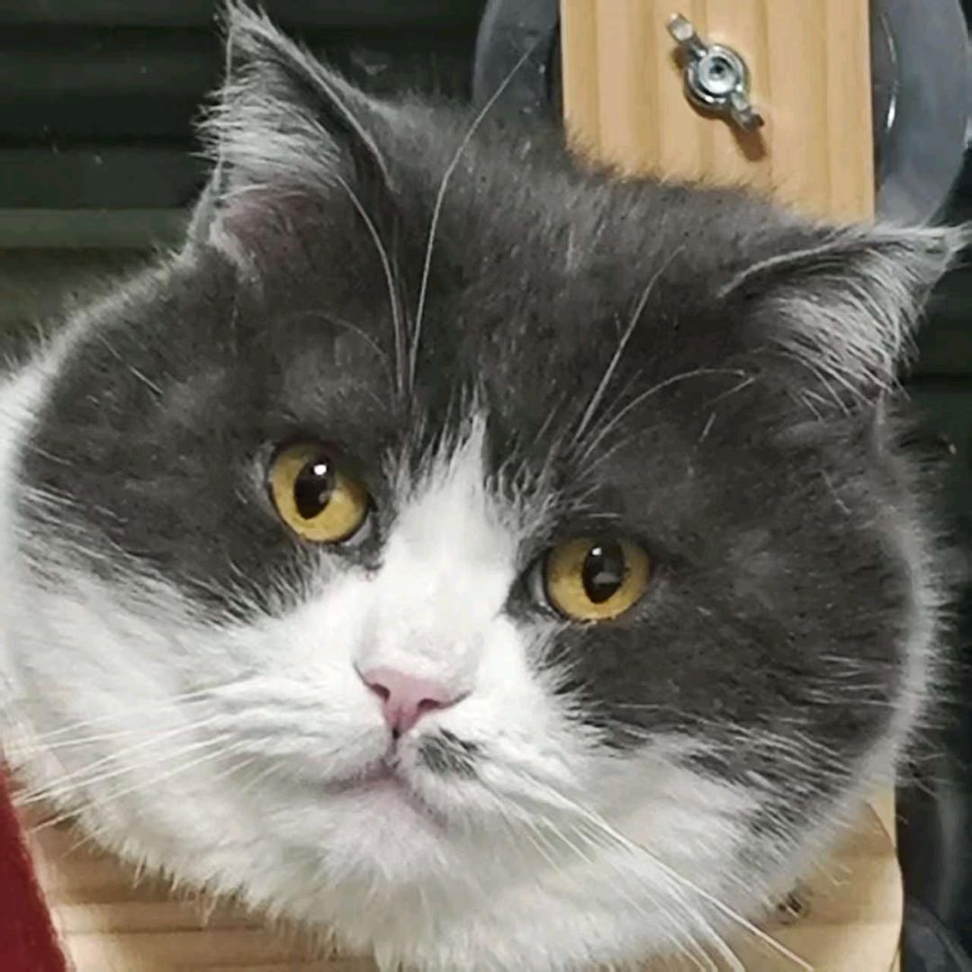 桐姥爷踩缝纫机版