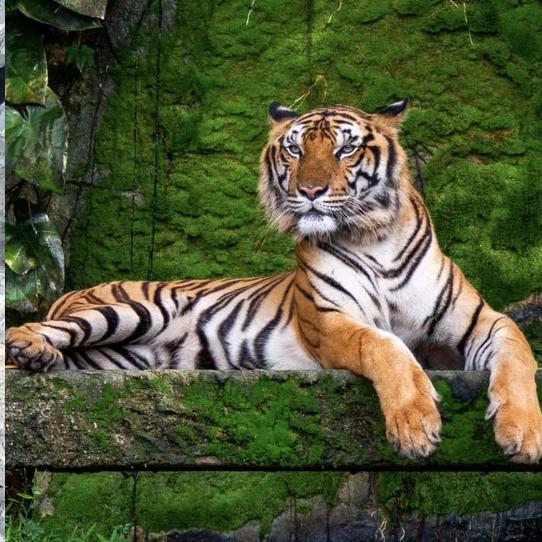 魔王king（三角洲行动）