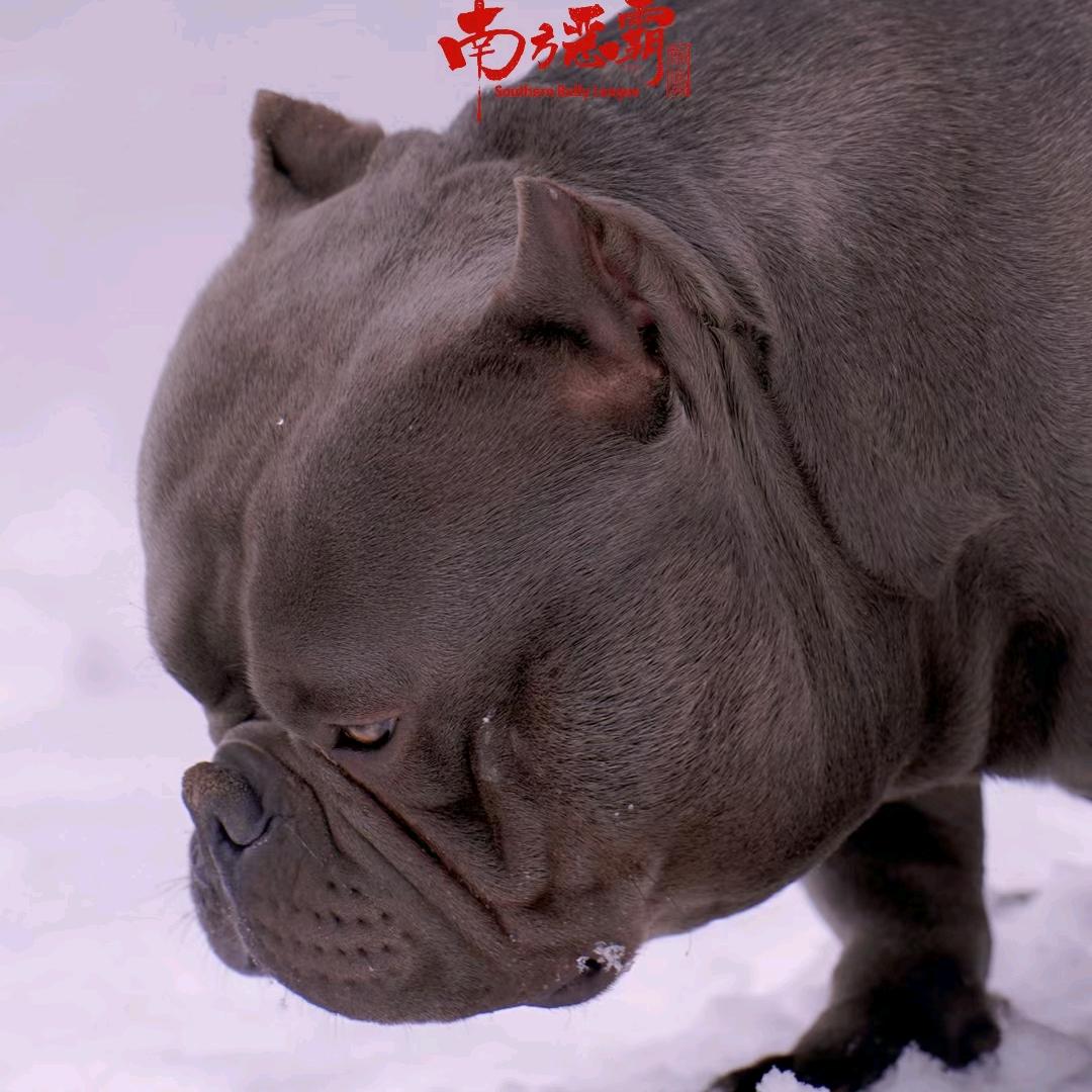 南方联盟恶霸犬俱乐部