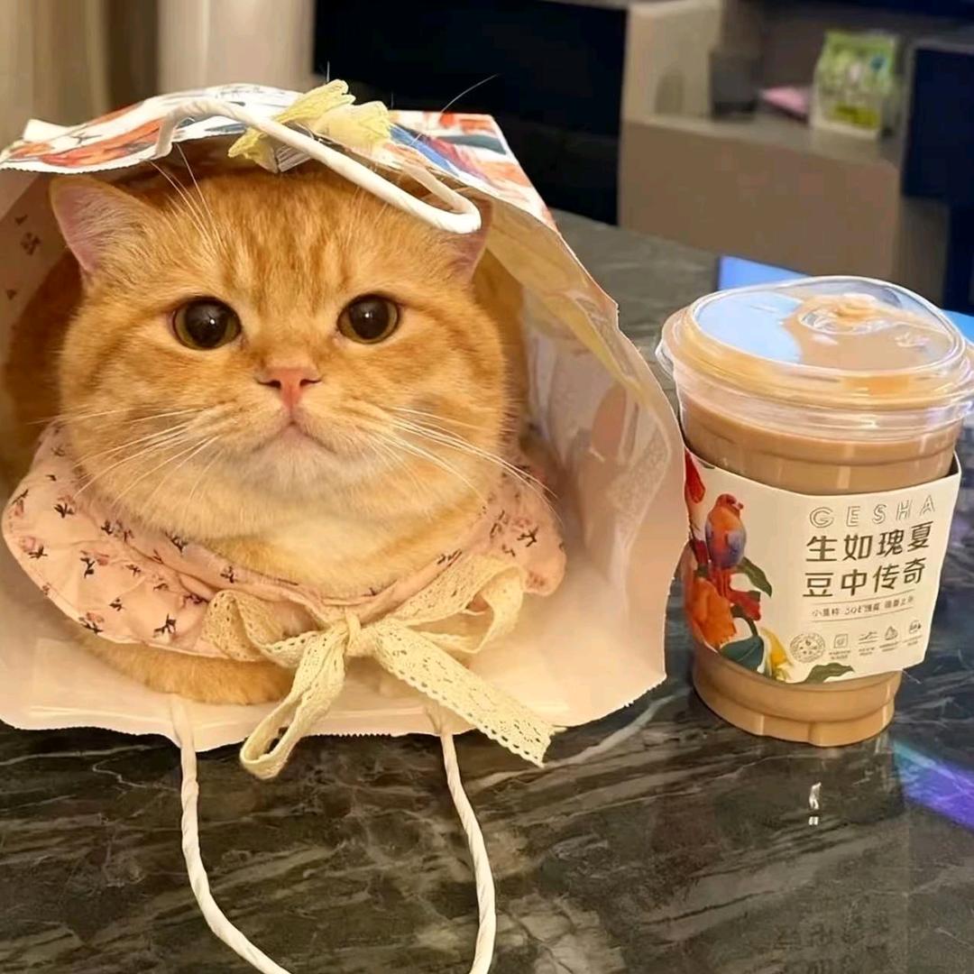 ㅤㅤㅤㅤㅤㅤㅤㅤ ㅤㅤㅤ