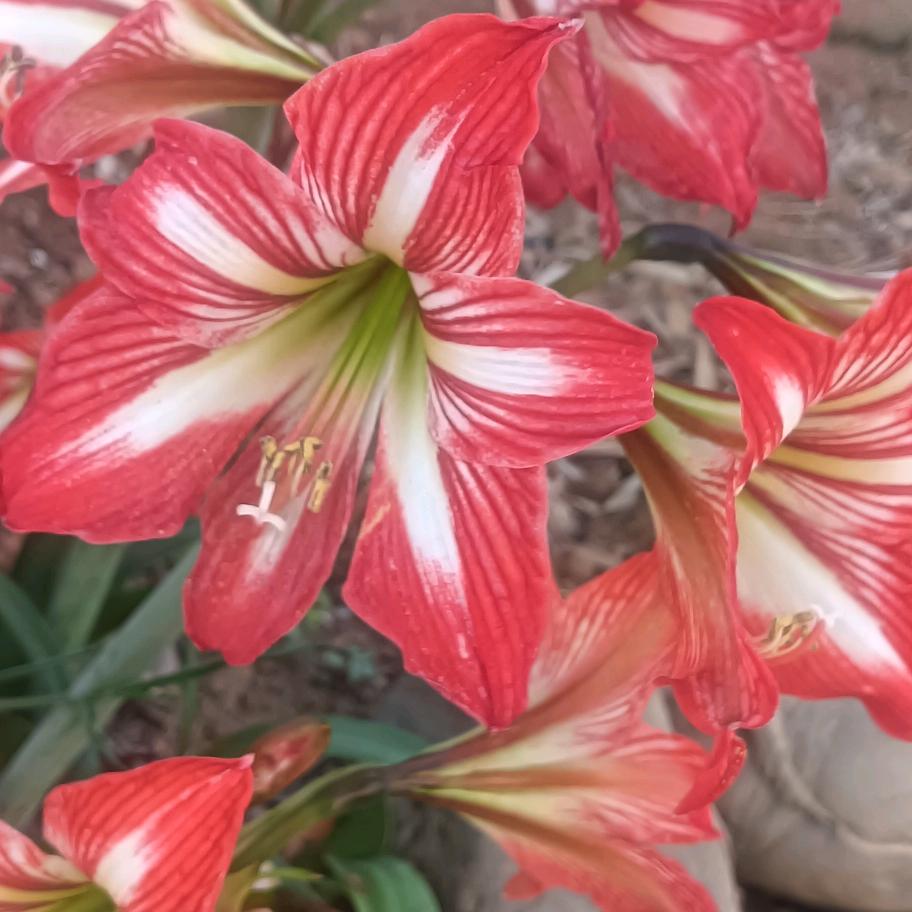 🌹🌹