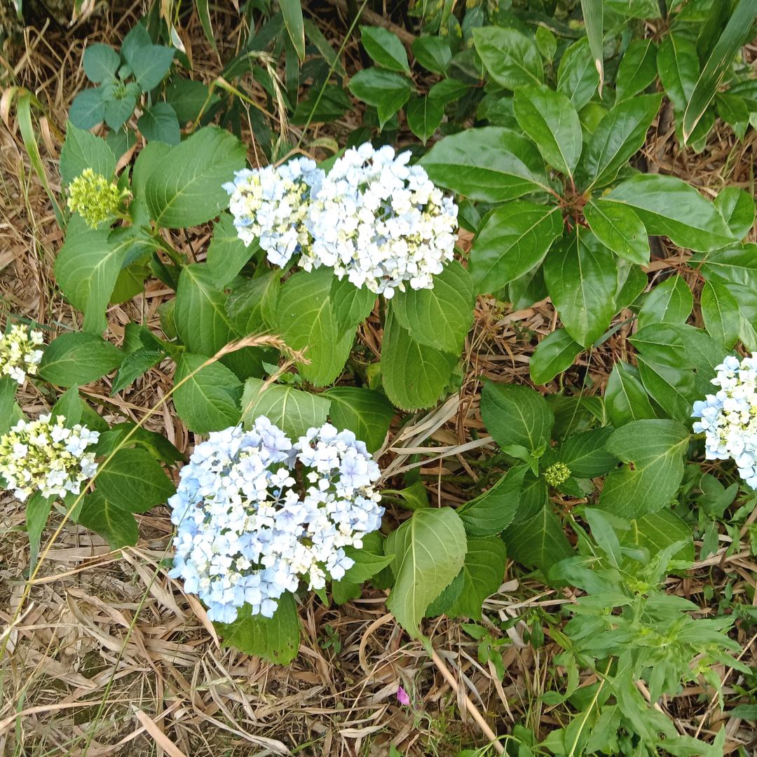 余生安随