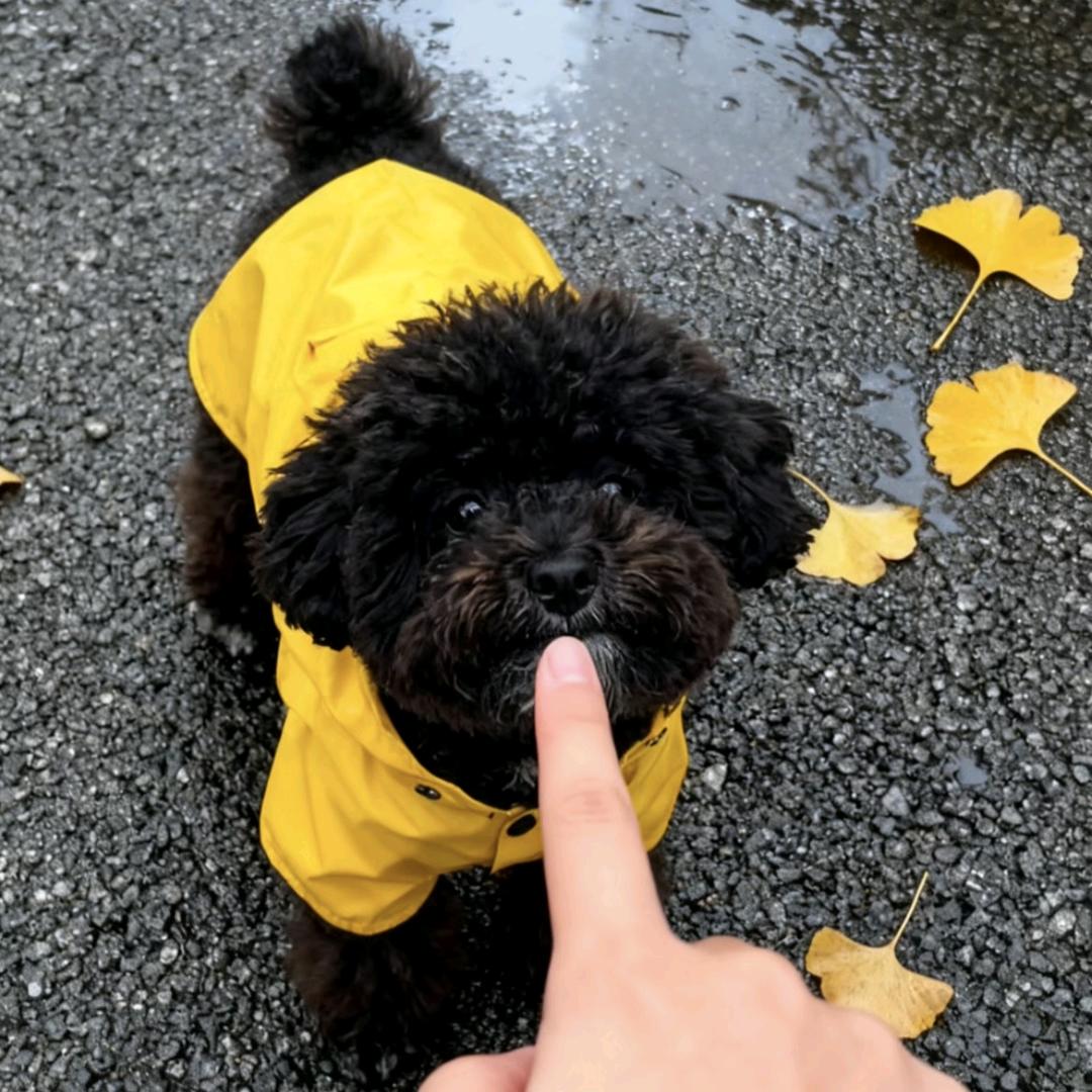 乐宝（泰迪熊🧸）