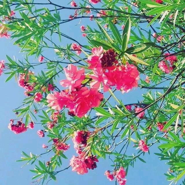 领领