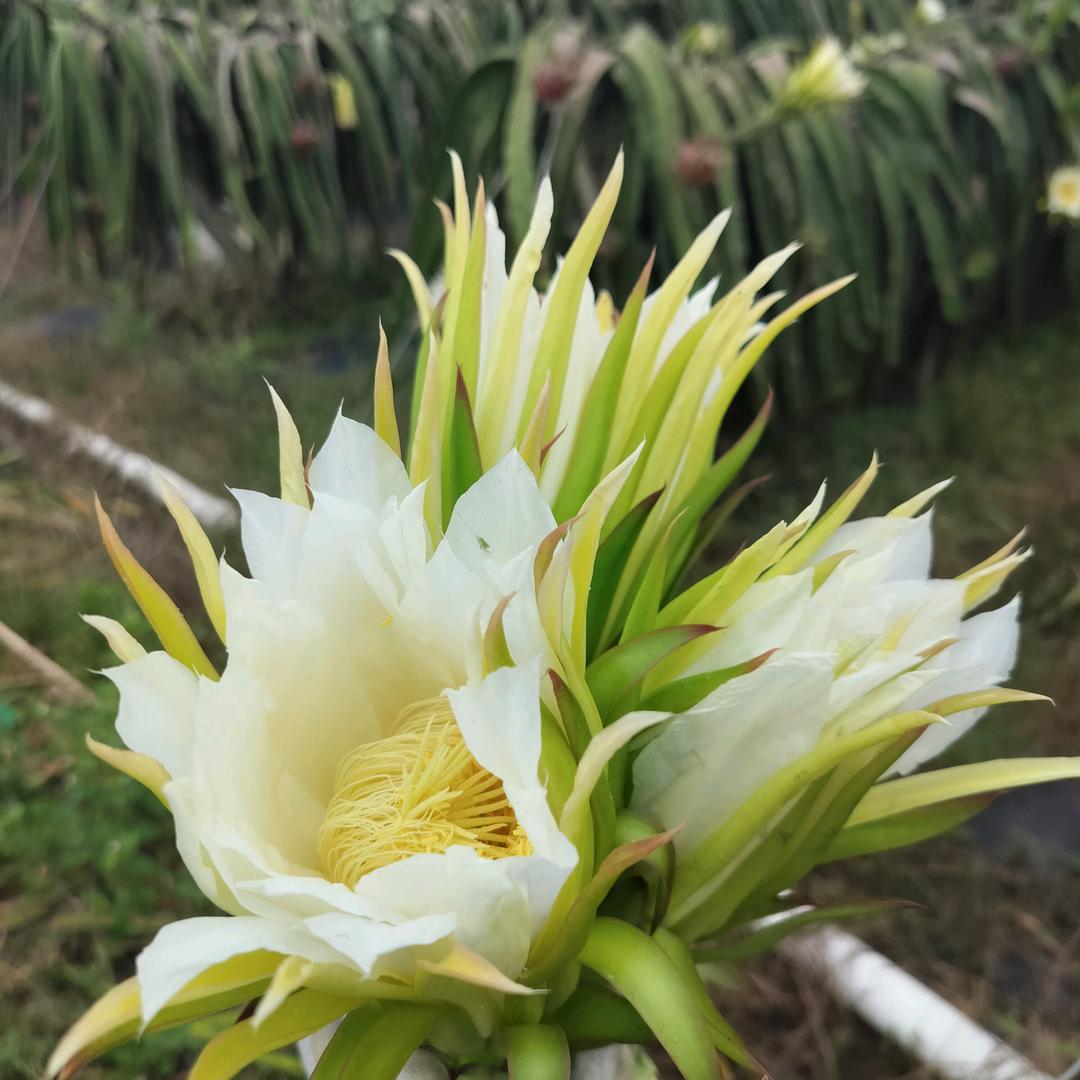 明天会更好