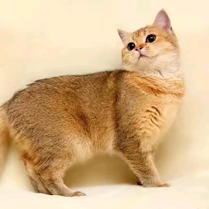 心想事成😭😭🎤🐍《🐰蛇蛇🐍》