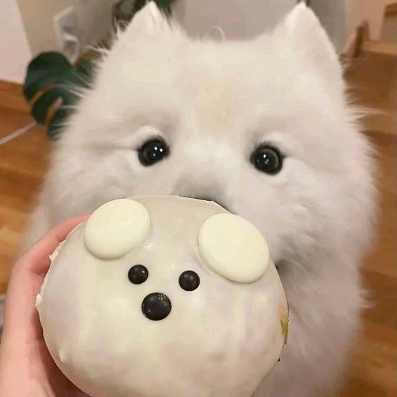 A.qaq