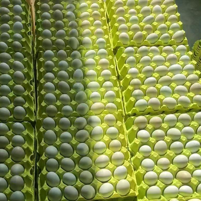 西安精品绿壳蛋