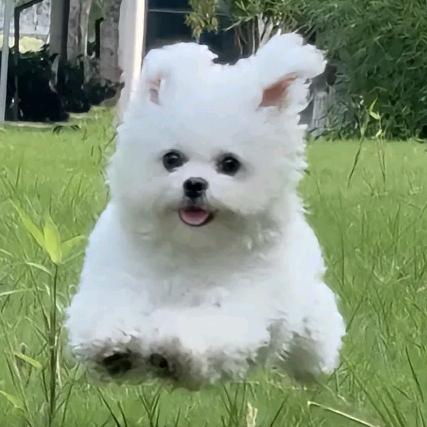 恐龙