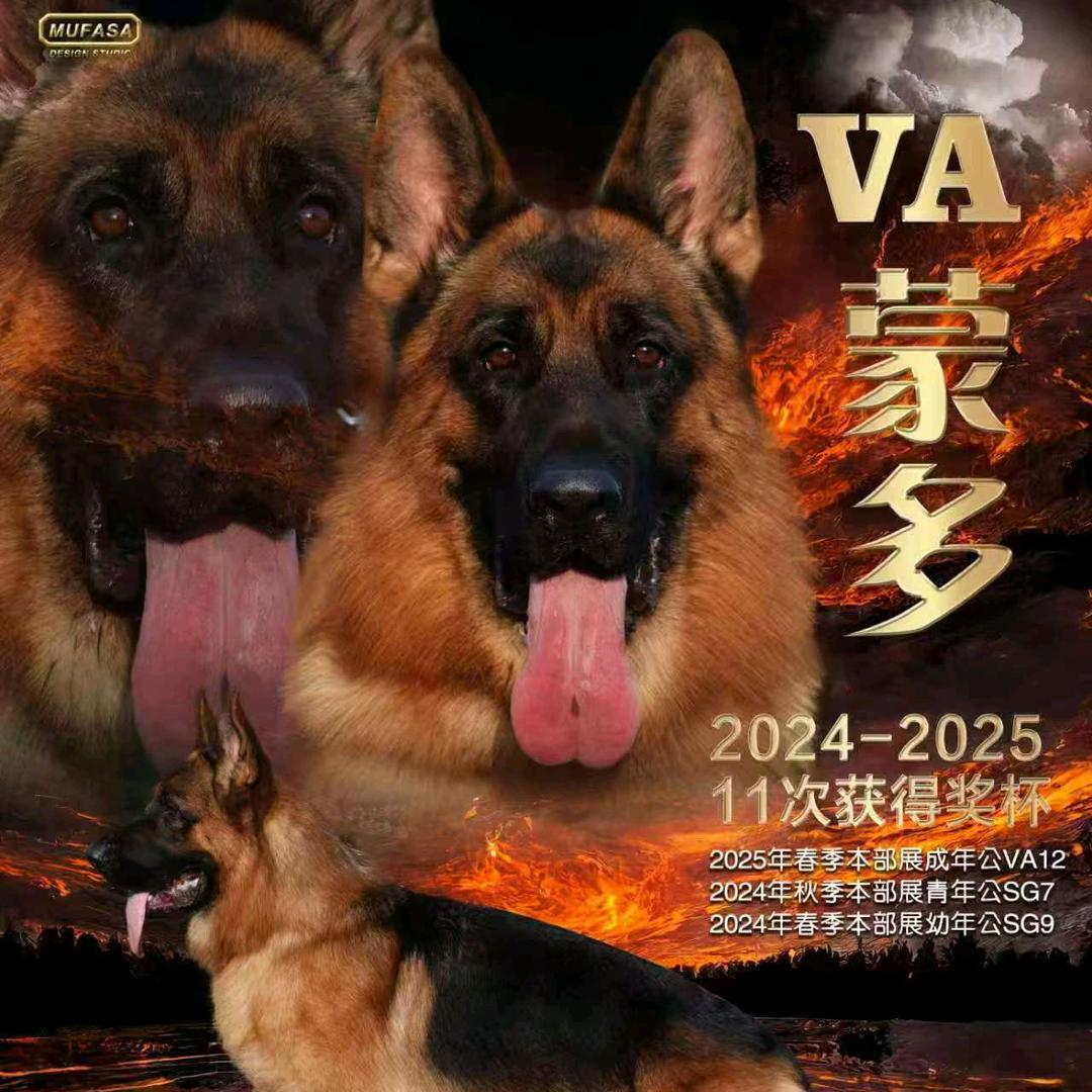 泾阳小强，格力，德牧。犬舍