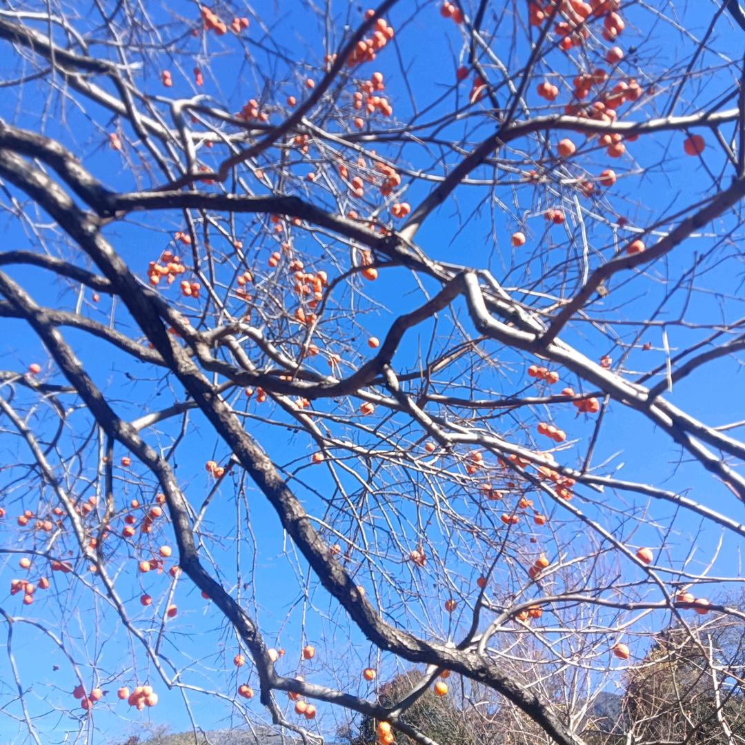 没有翅膀的飞翔