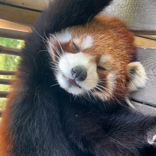 虔诚🍀