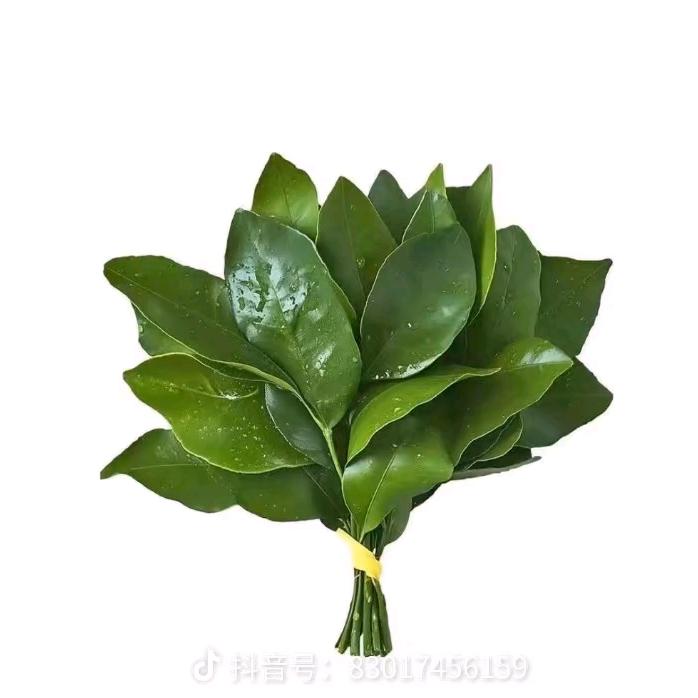 labubu,