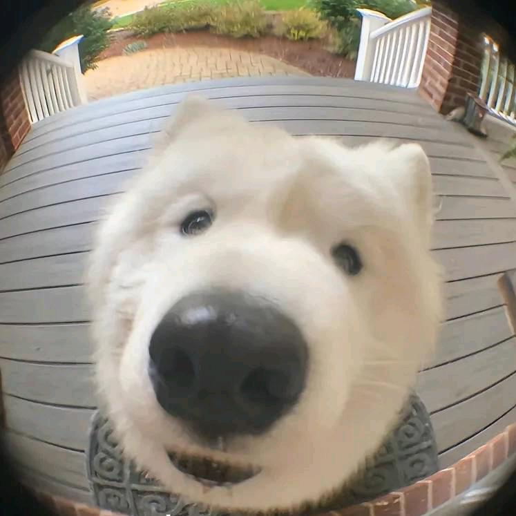 龙