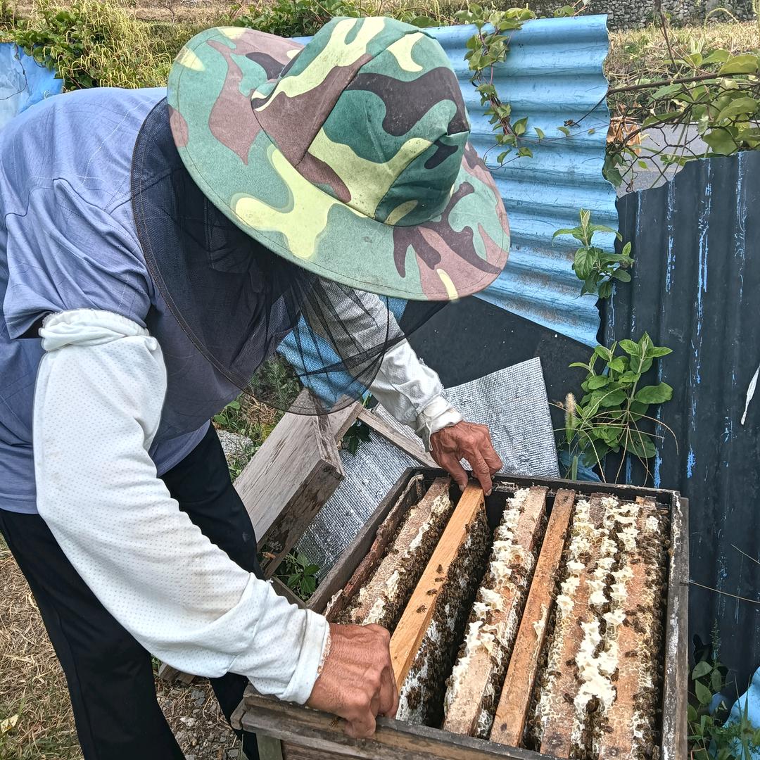 农家蜂蜜养殖户