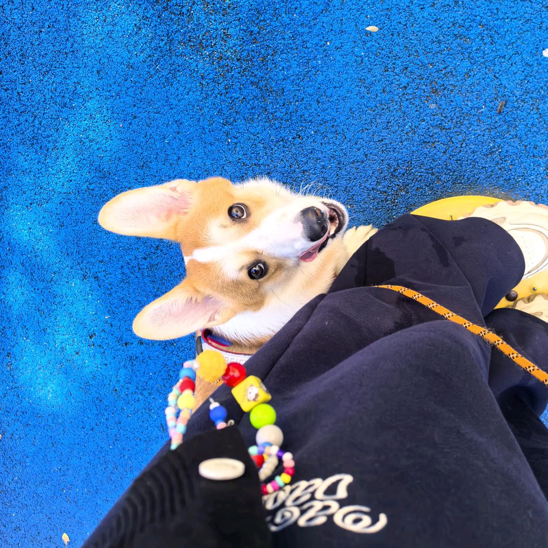 记吃不记打的傻狗