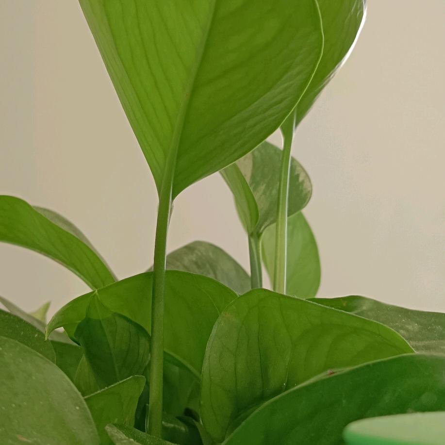 承诺太美