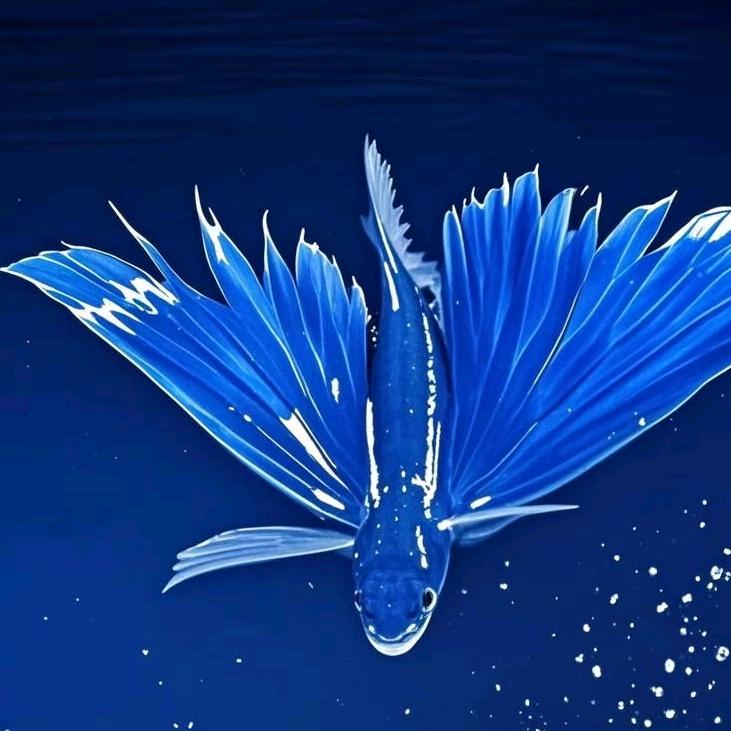 飚风