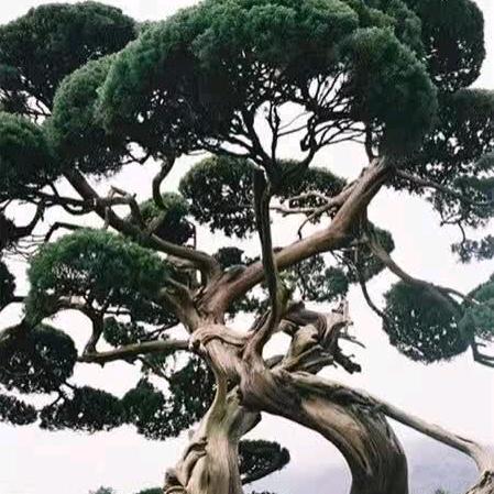 木叶