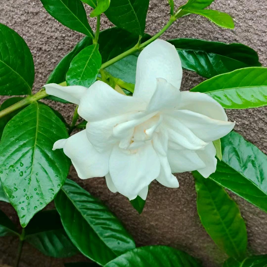 薄荷糖