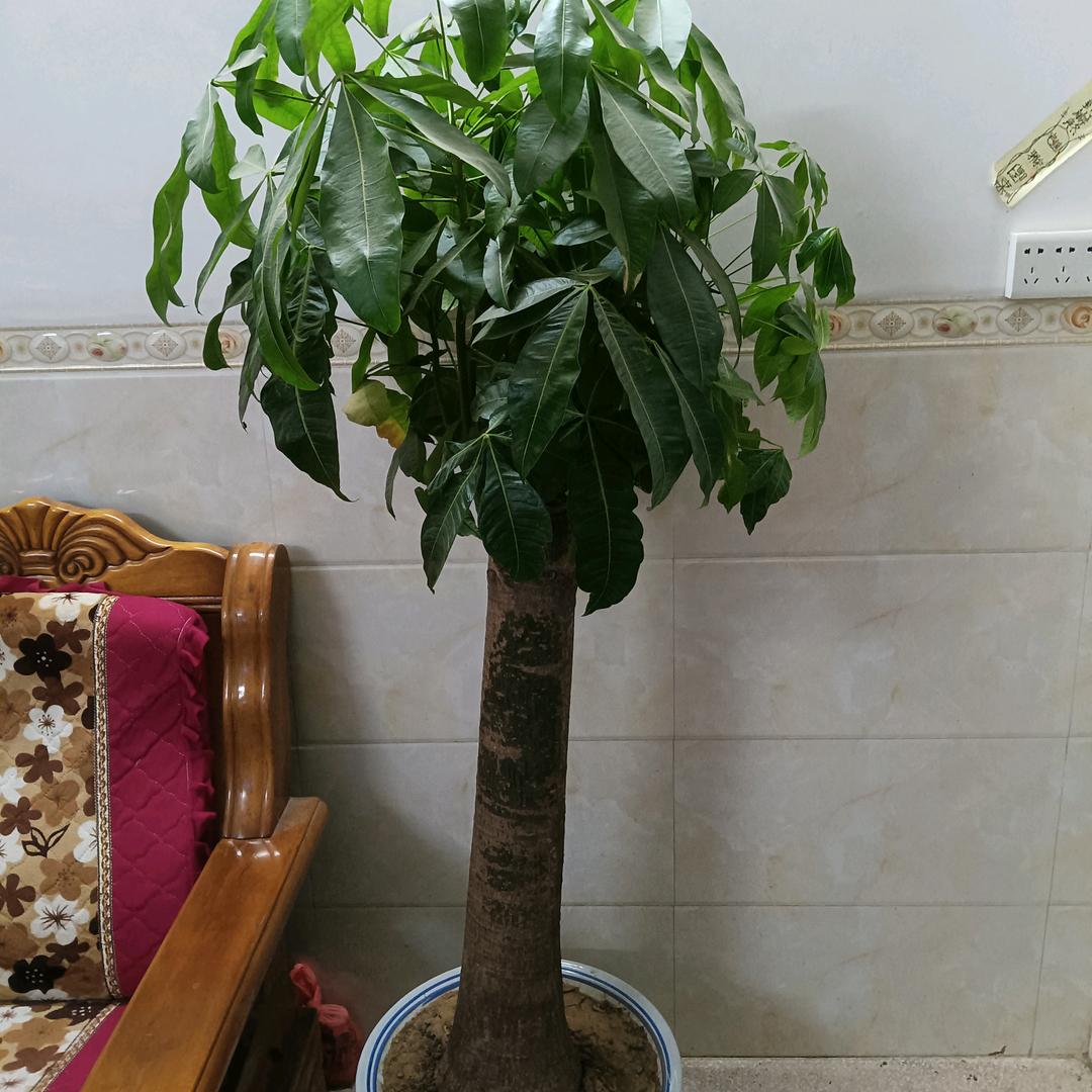 余科