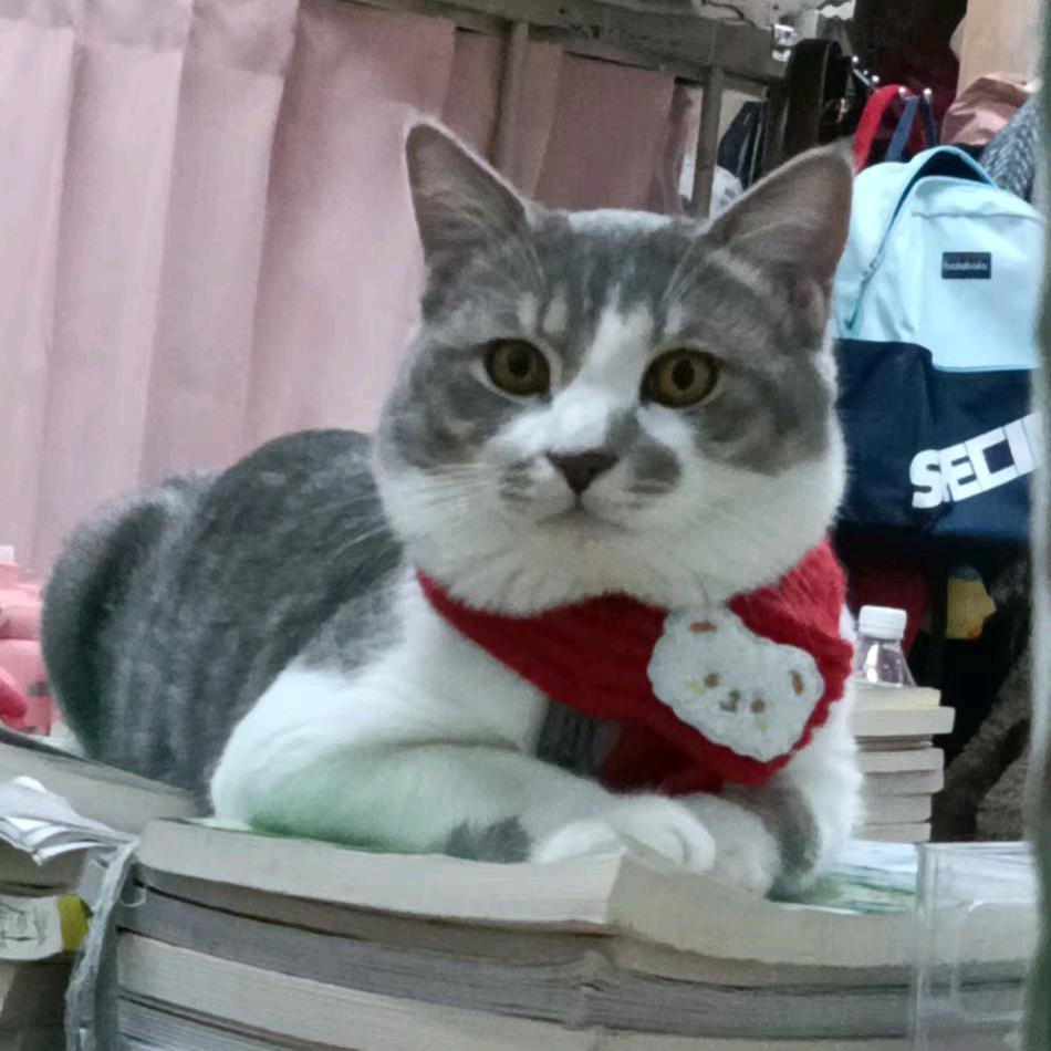 🐱