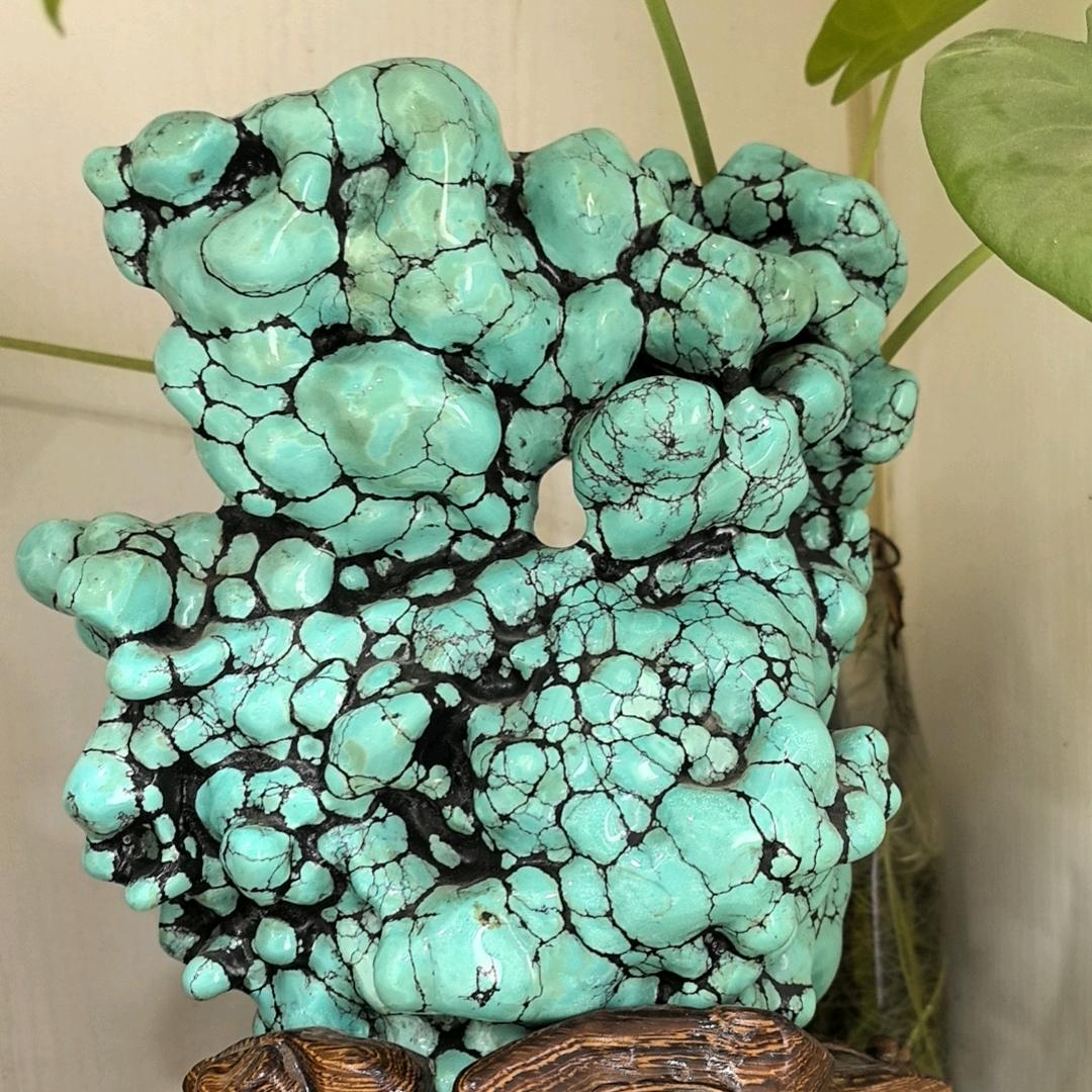 🐍(有关注必回关)