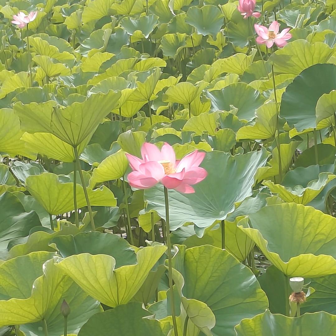 曦曦曦曦月
