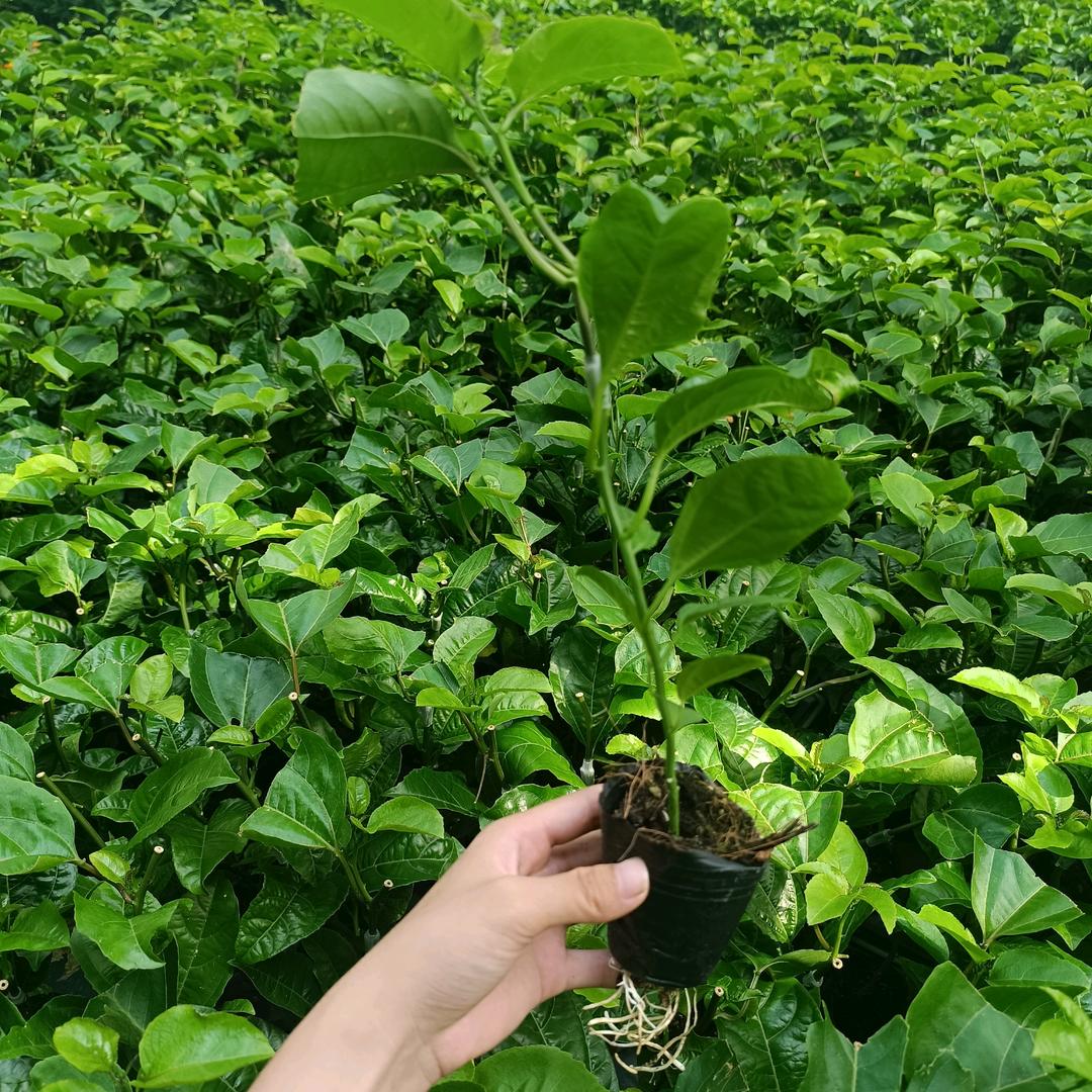 百越百香果nice