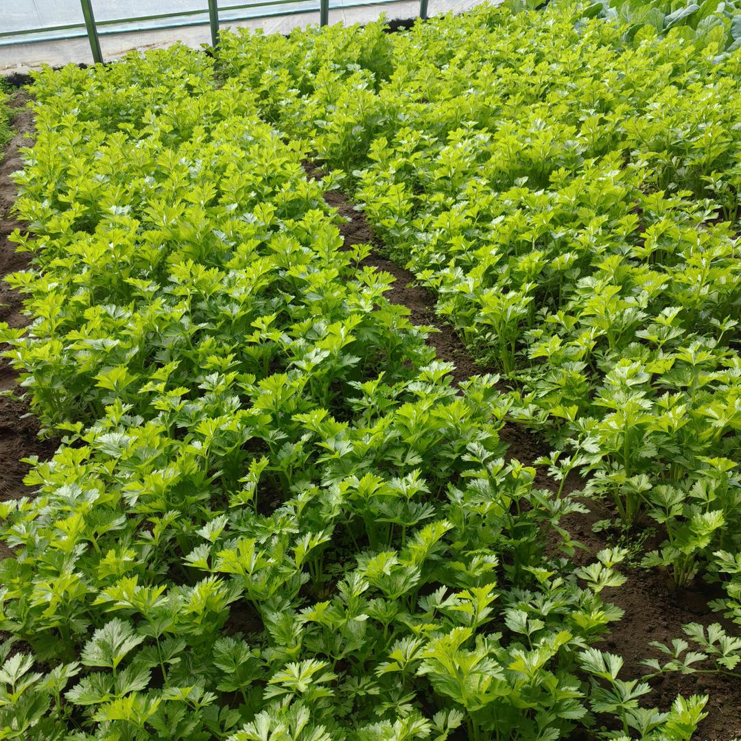 北京春林种植合作社